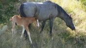 PICTURES/Theodore Roosevelt National Park/t_Horses - Mare & Foal.JPG